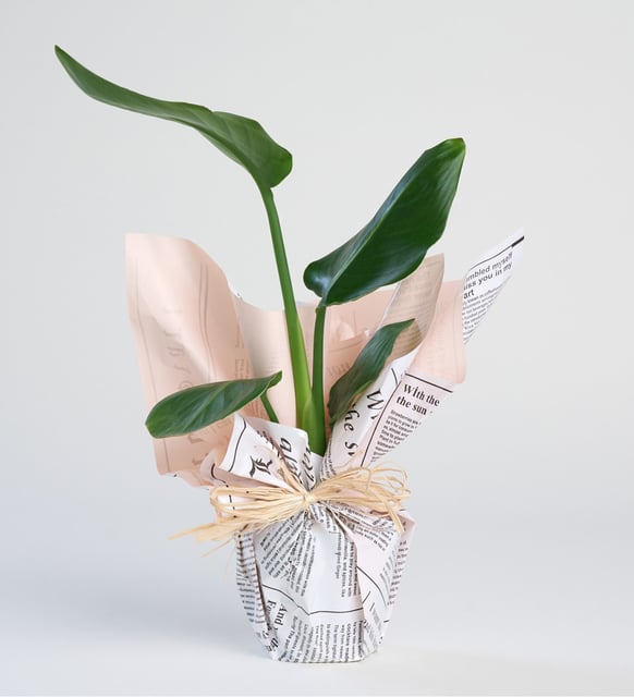 Starliçe Bitkisi – Kuş Cenneti Çiçeği | Gazete Buket Ambalajlı