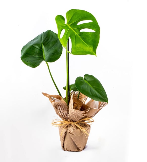 Monstera Deliciosa – Deve Tabanı Bitkisi (40–50 cm)