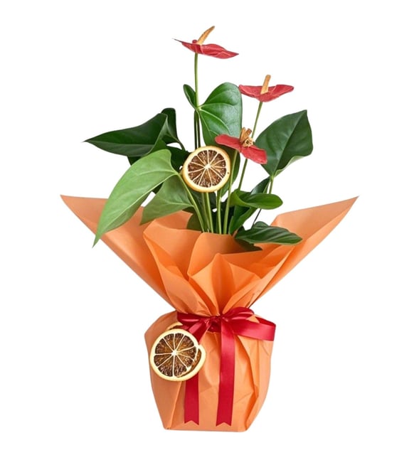 Kırmızı Antoryum Bitkisi