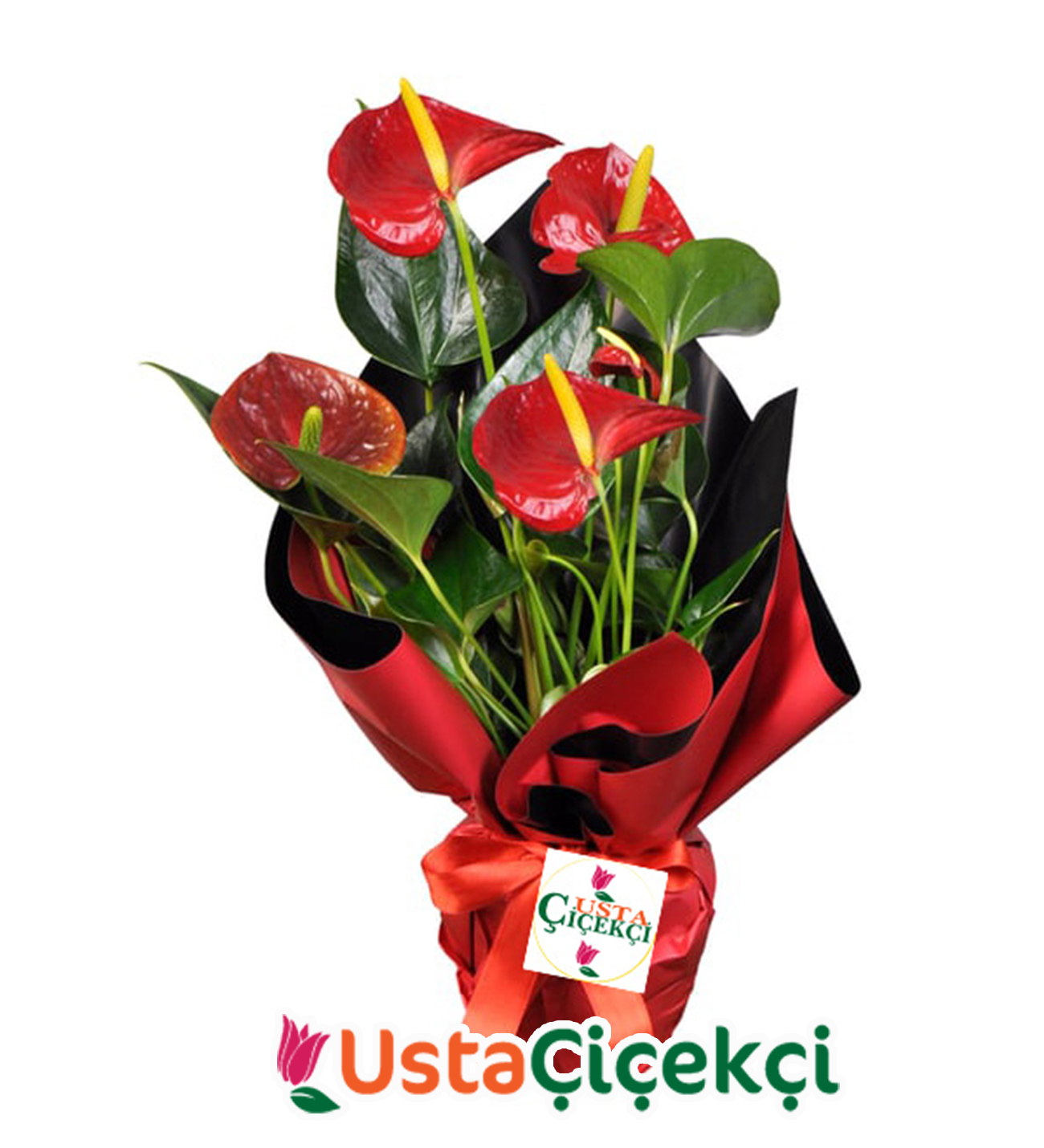 Kırmızı Antoryum Bitkisi