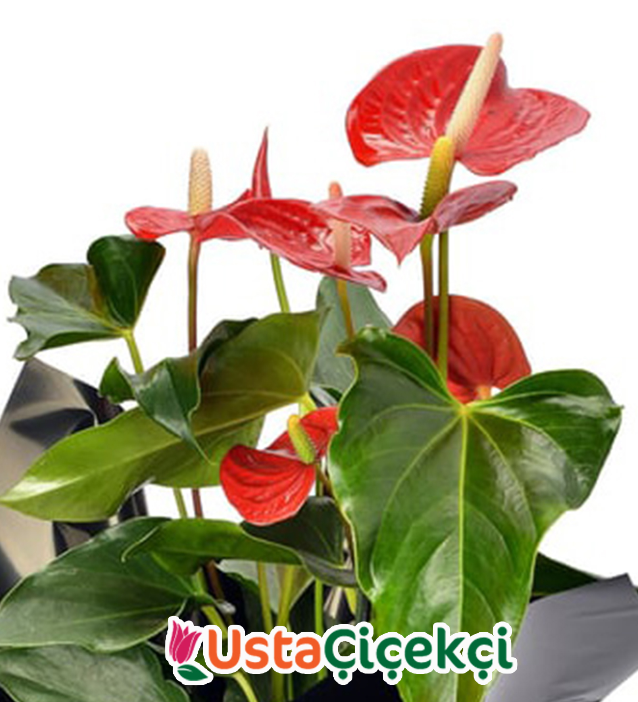 Kırmızı Antoryum Bitkisi