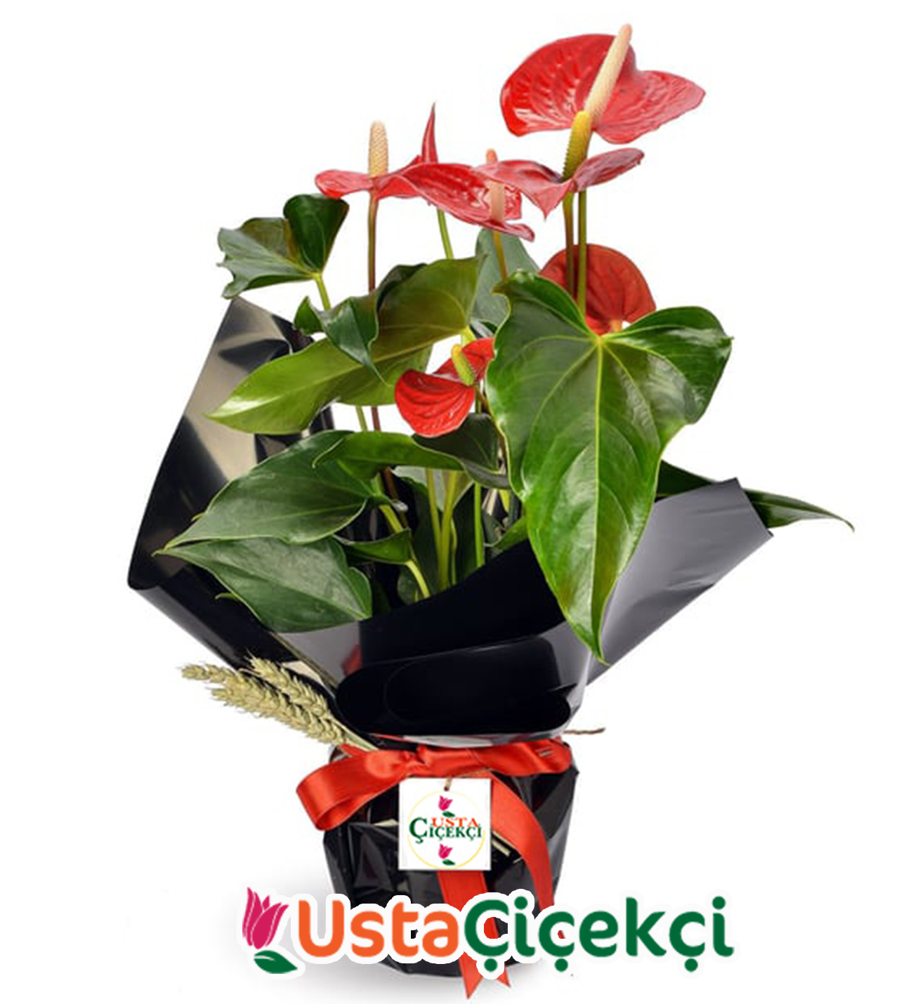 Kırmızı Antoryum Bitkisi