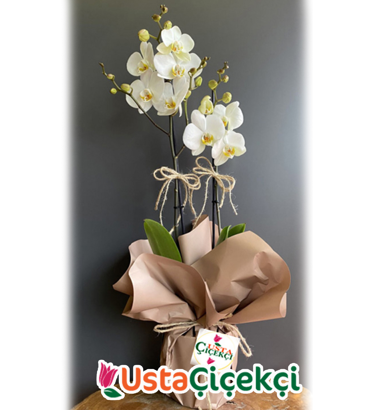 Çift Dal Beyaz Orkide