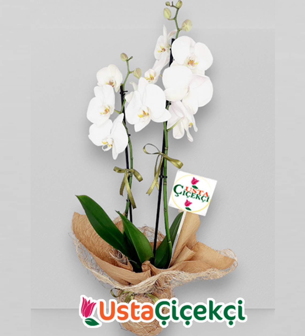 Çift Dal Beyaz Orkide