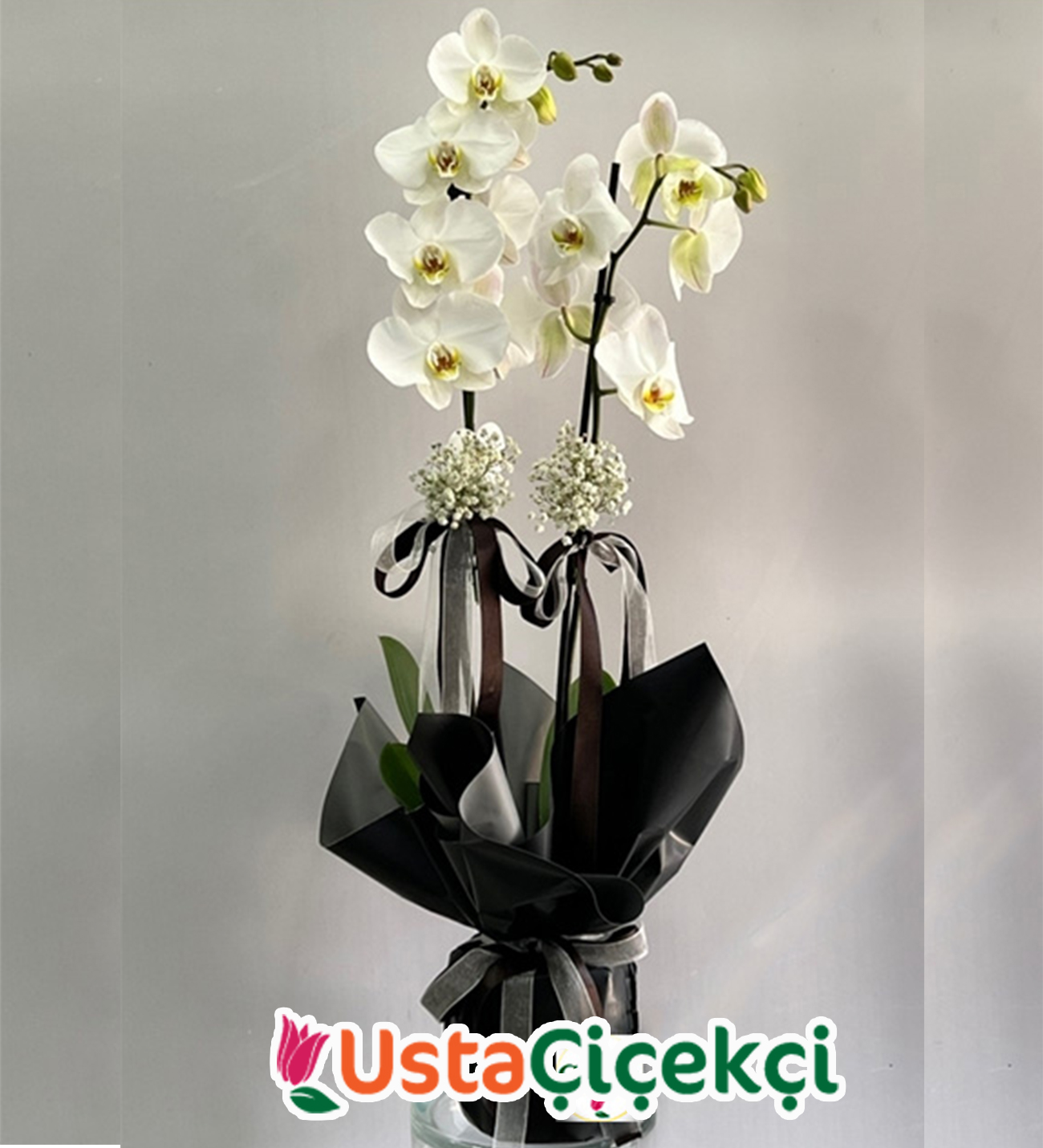 Çift Dal Beyaz Orkide