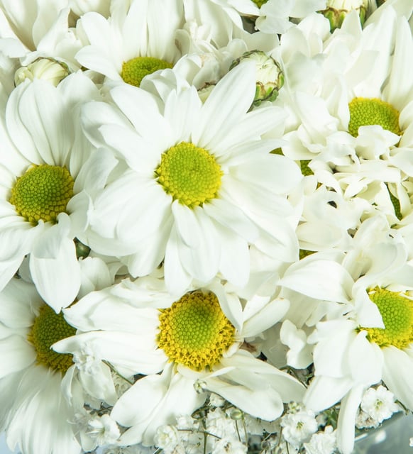 Cam Vazoda Beyaz Papatya – Modern Zarafet