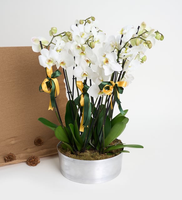 10 Dal Beyaz orkide - Royal Orchid Garden