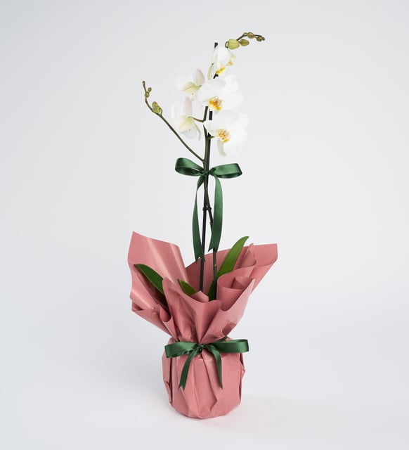 Tek Dal Beyaz Orkide