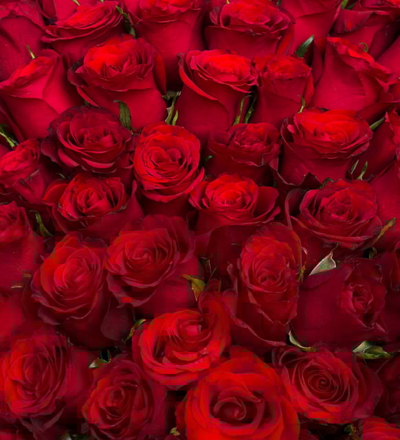 100 Kırmızı Gül Buketi – Aşkın En İddialı Hali