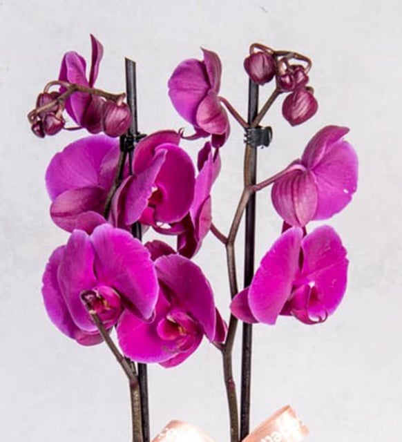 Pembe Ambalajlı Çift Dal Mor Orkide – Premium Tasarım