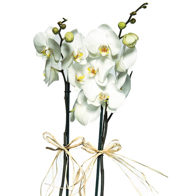 Akvaryum Saksıda Çift Dal Beyaz Orkide – Doğal Zarafet