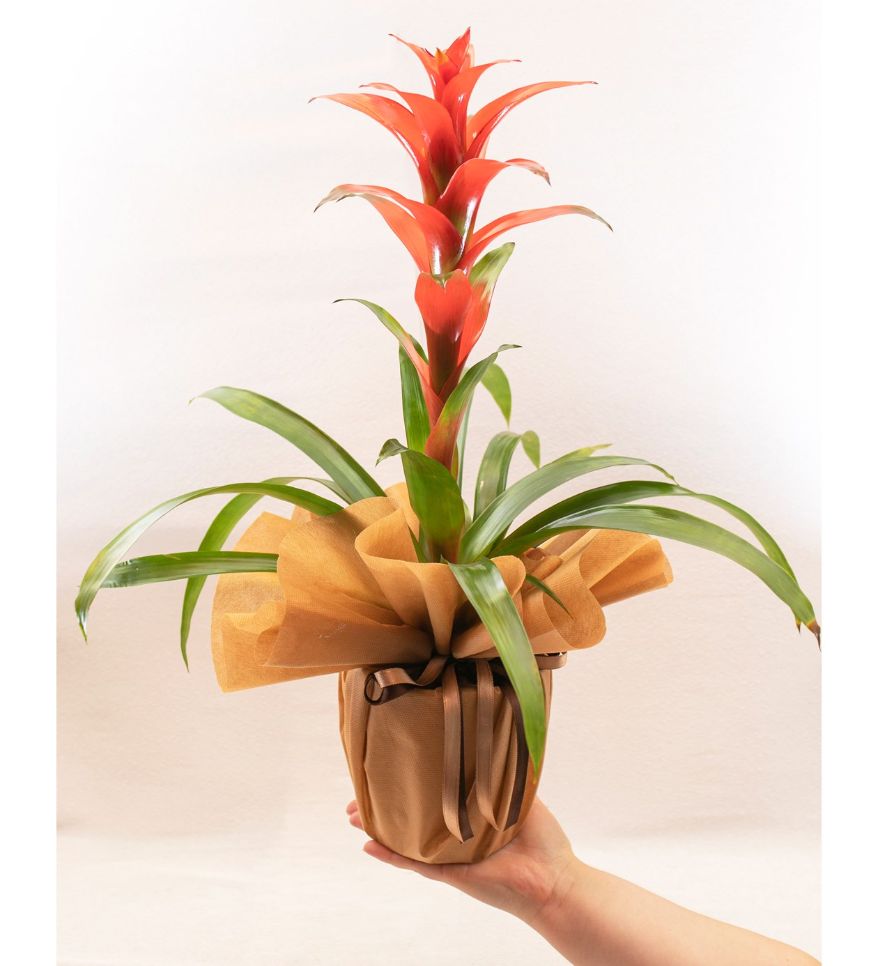 Guzmania (Guzmanya) Bitkisi